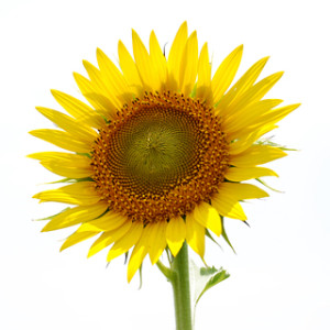 seed_Sunflower